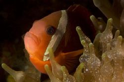 Solomons Anemone Fish. Taken with Nikon D70 in Subal Hous... by Pete Nowell 